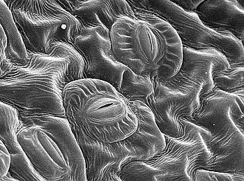 ��Ʒ������������